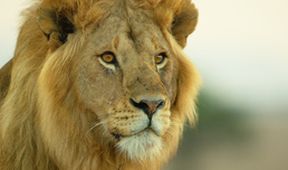 Serengeti III, Zázračná planeta (5/6)
