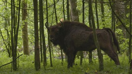 Zubor: Európsky bizón
