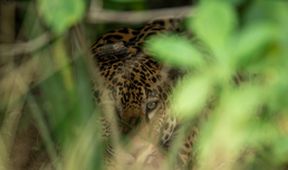 Projekt jaguár (3)