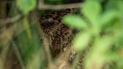Projekt jaguár (3)