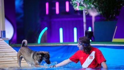 Top Dog Germany - Der beste Hund Deutschlands