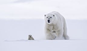 David Attenborough: Lov (2)