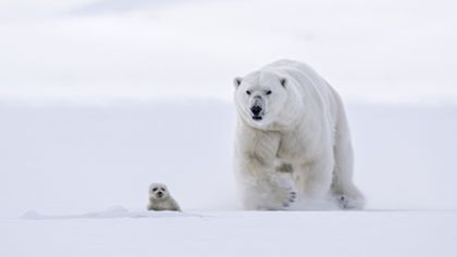 David Attenborough: Lov (2)
