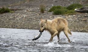 David Attenborough: Lov (1)