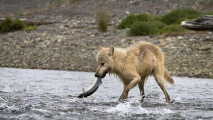 David Attenborough: Lov (1)