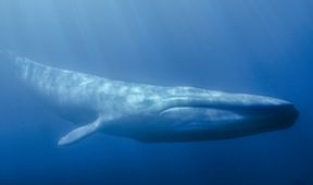 David Attenborough: Lov (4)
