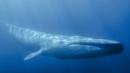 David Attenborough: Lov (4)