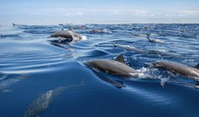 David Attenborough: Lov (3)