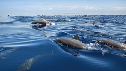 David Attenborough: Lov (3)