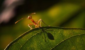 Nevšední zvířata na naši planetě (3)