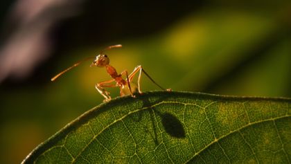 Nevšední zvířata na naši planetě (3)