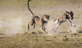 David Attenborough: Lov (5)