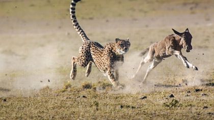David Attenborough: Lov (5)