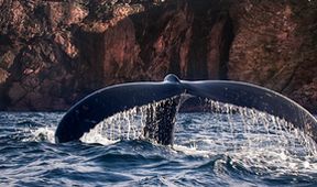 David Attenborough: Lov (4)