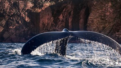 David Attenborough: Lov (4)
