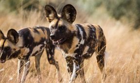 David Attenborough: Lov (7)