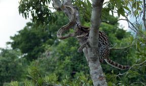 Ocelot a já