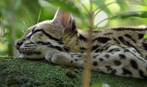 Ocelot a já