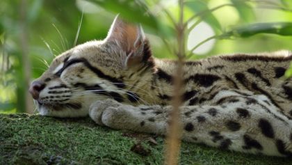 Ocelot a já