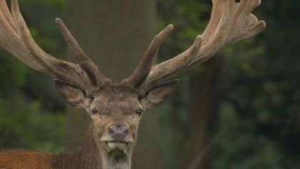 Zvířecí obři Evropy