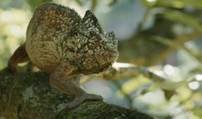 Madagaskar aneb Karneval chameleonů