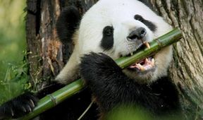 Pandí čtvrť (4)