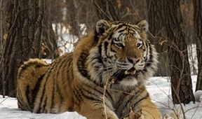 Amba, ussurijský tygr