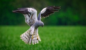 Moták lužní - ten, který létá v polích