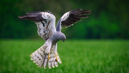 Moták lužní - ten, který létá v polích