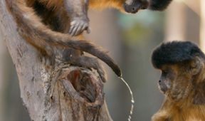 Savci, Zázračná planeta (4/6)