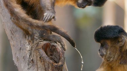 Savci, Zázračná planeta (4/6)