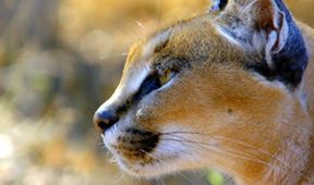 Rok v africké divočině (1)