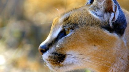 Rok v africké divočině (1)