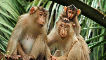 Savci, Zázračná planeta (5/6)