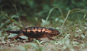 Madagaskar aneb Karneval chameleonů