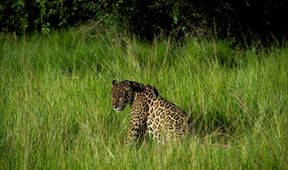 Projekt jaguár (1)