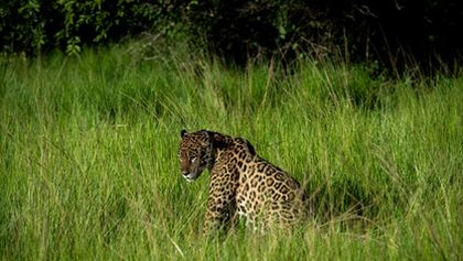 Projekt jaguár (1)