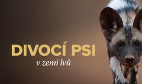 Divocí psi v zemi lvů