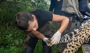 Projekt jaguár (1)