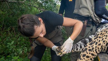 Projekt jaguár (1)