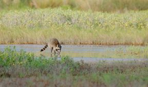 Mývalové - mistři umění přežít