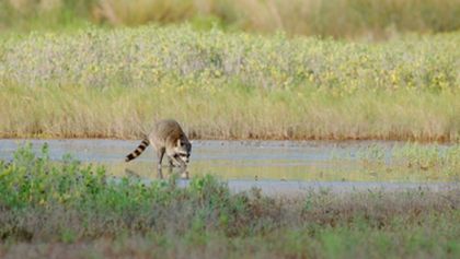 Mývalové - mistři umění přežít