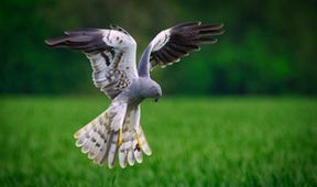 Moták lužní - ten, který létá v polích