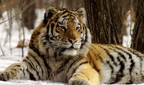 Amba, ussurijský tygr