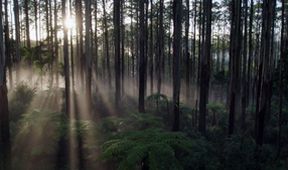 O stromoch a lesoch (4)