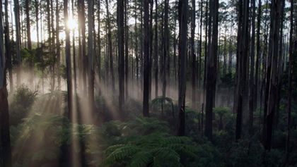 O stromoch a lesoch (4)