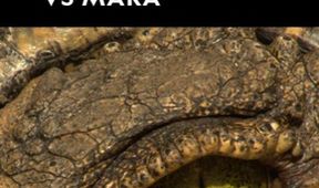 Krokodýlí války: Grumeti vs. Mara