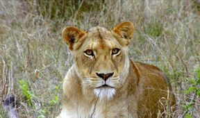 Rok v africké divočině (2)