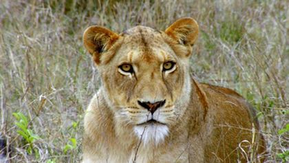 Rok v africké divočině (2)