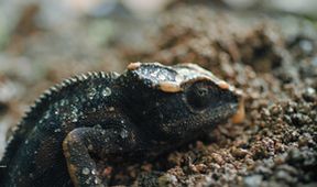 Madagaskar aneb Karneval chameleonů